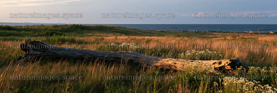 Chiba coastal meadow with driftwood by the sea – nature images 13690x4602