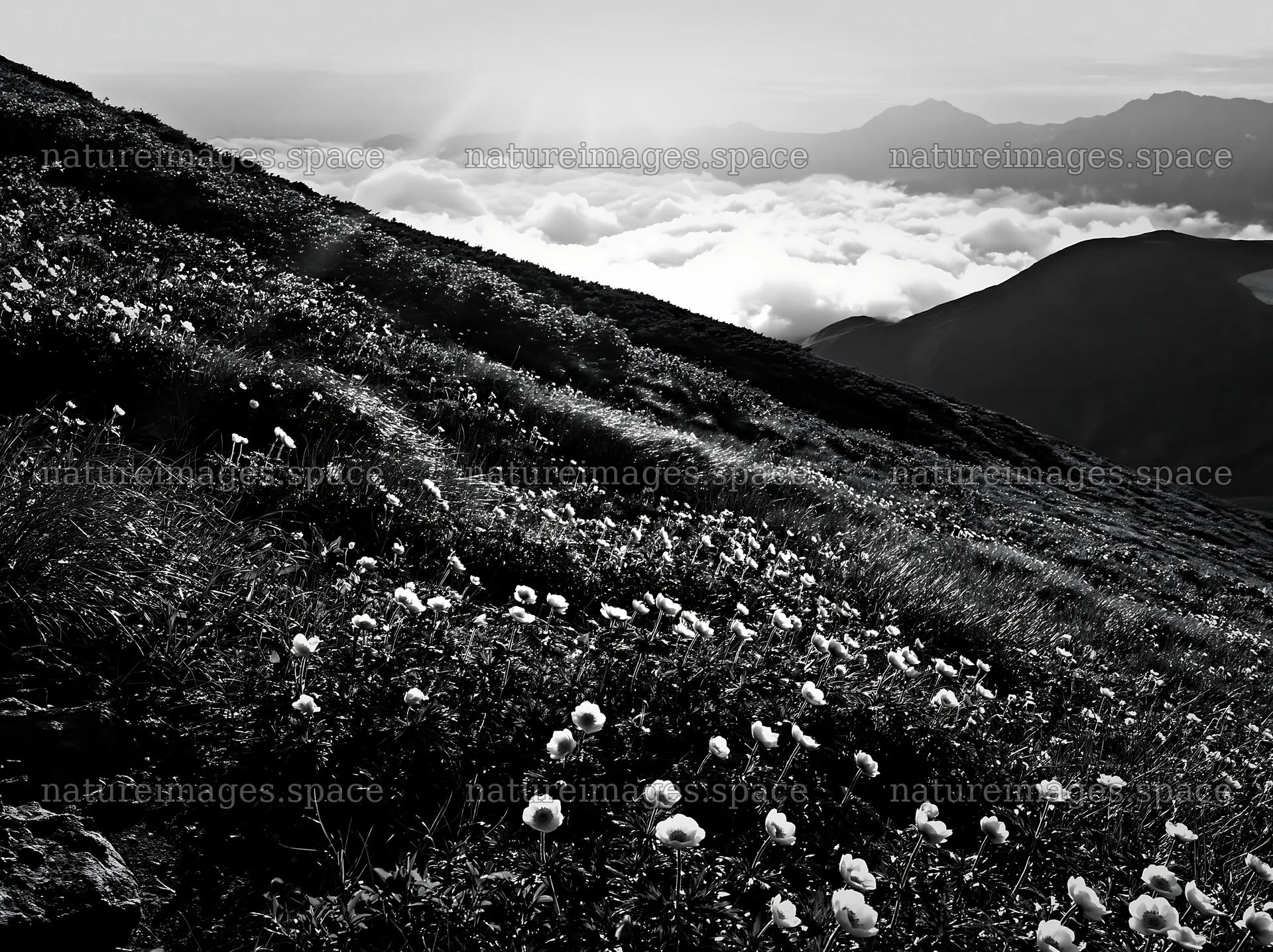Daisetsuzan alpine meadow with light rays in black and white – nature images 9174x6866