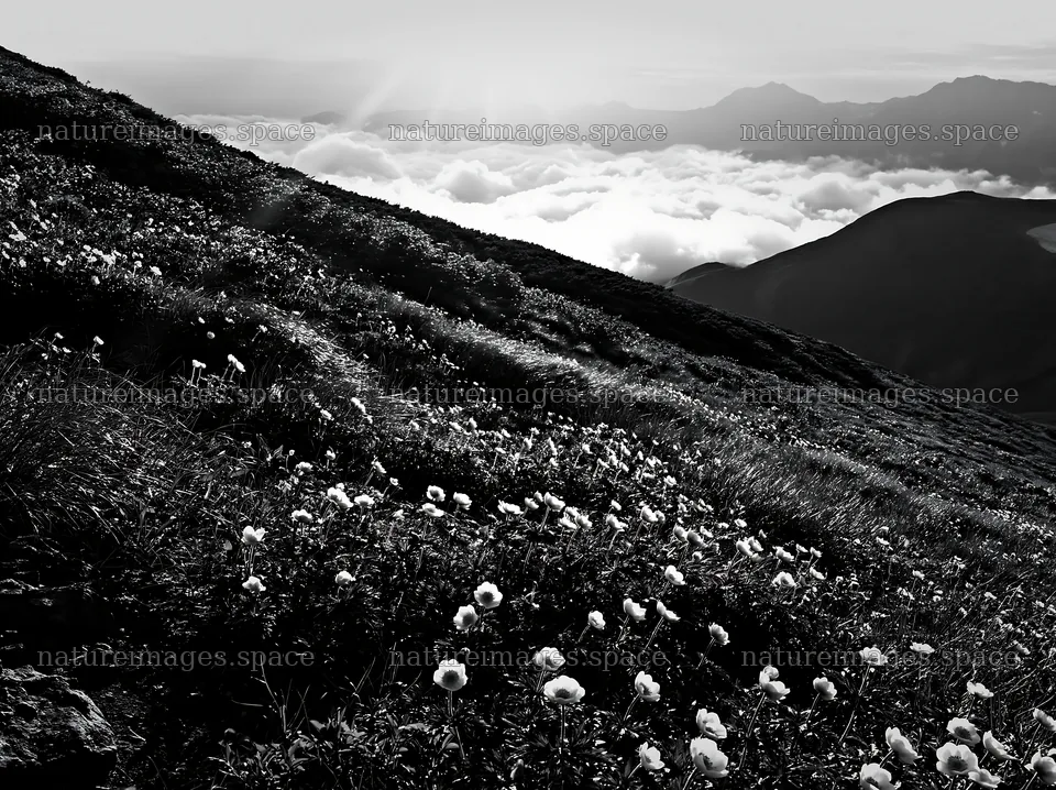 Daisetsuzan alpine meadow with light rays in black and white – nature images 9174x6866