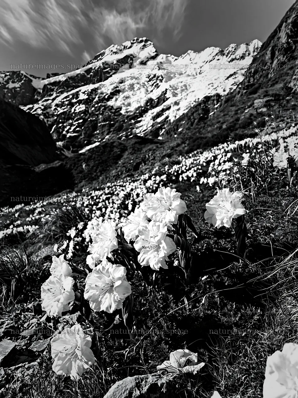 Snowline meadow with white flowers and snowy mountains – nature images 6866x9174