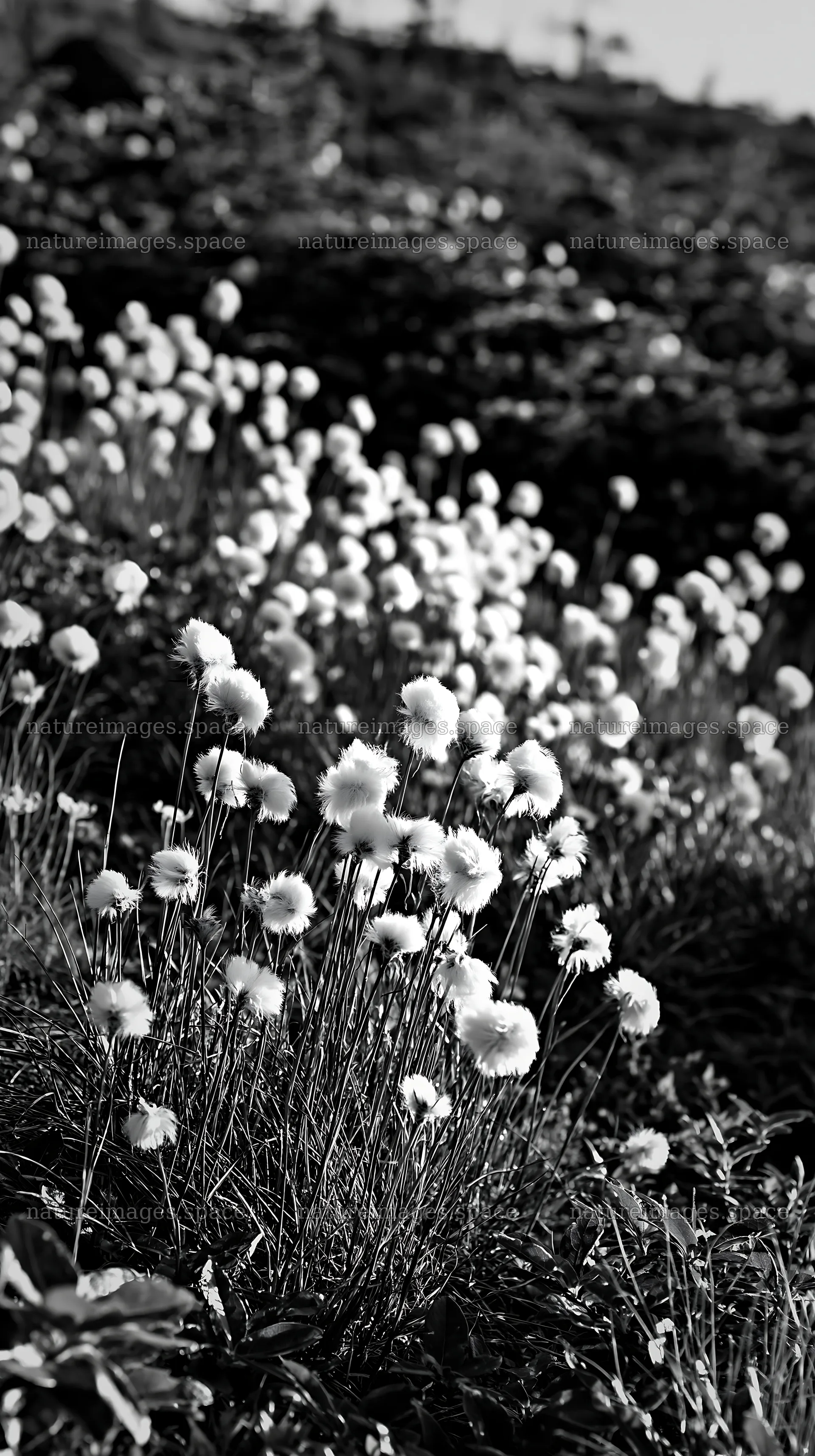 Cottongrass meadow glow with white blossoms at sunset – nature images 5938x10608