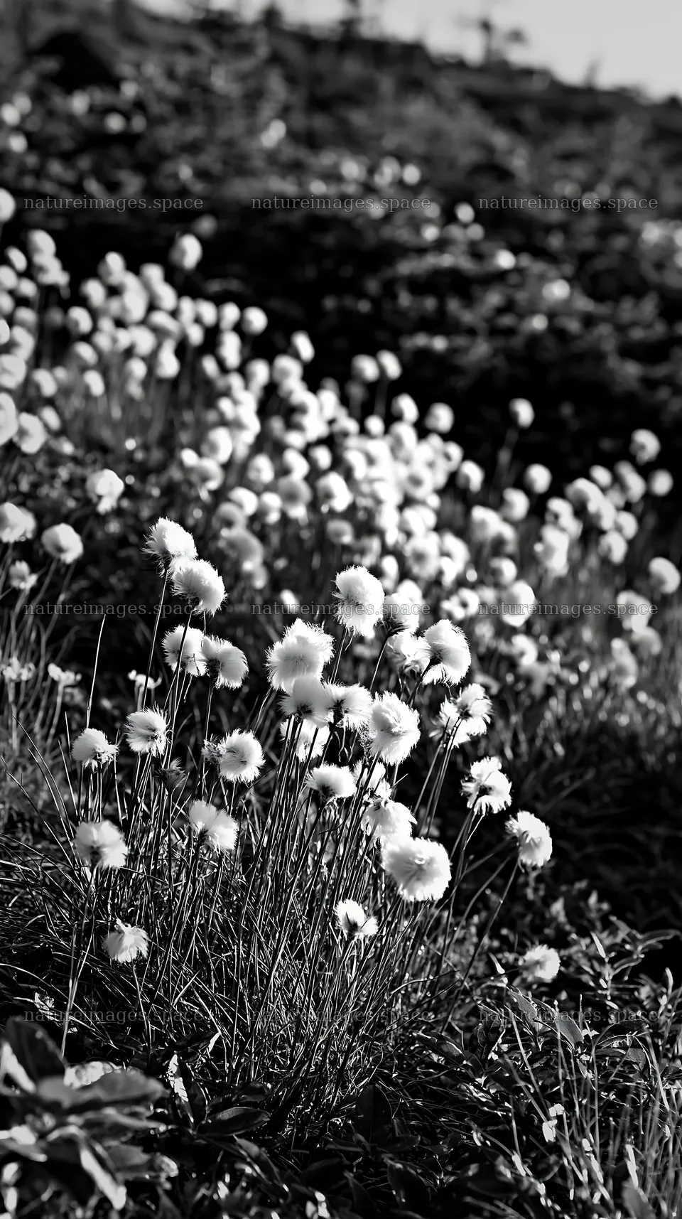 Cottongrass meadow glow with white blossoms at sunset – nature images 5938x10608