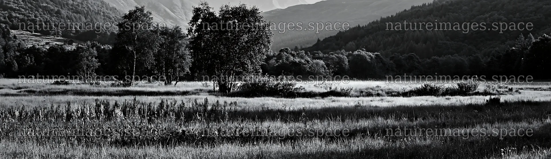 Dewy meadow with trees in black and white scene – nature images 14762x4268