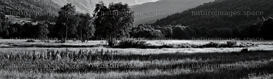 Dewy meadow with trees in black and white scene – nature images 14762x4268
