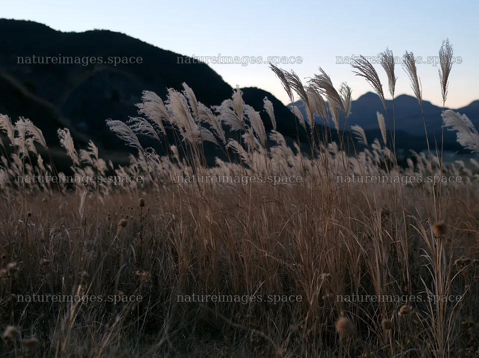 Ehime twilight meadow with dry seedheads – nature images 9174x6866