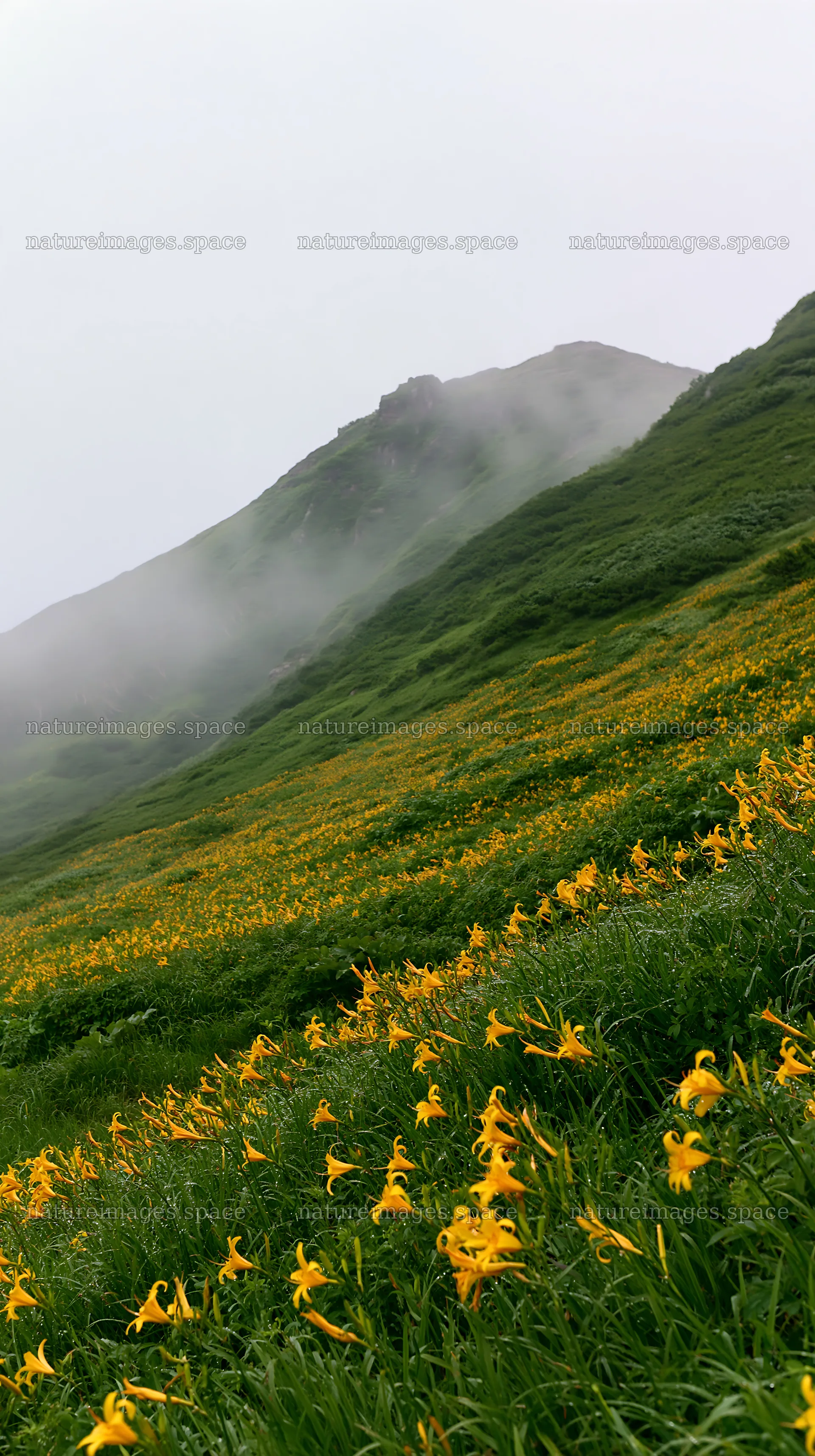 Kirigamine highland daylily meadow with mountains and fog – nature images 5938x10608