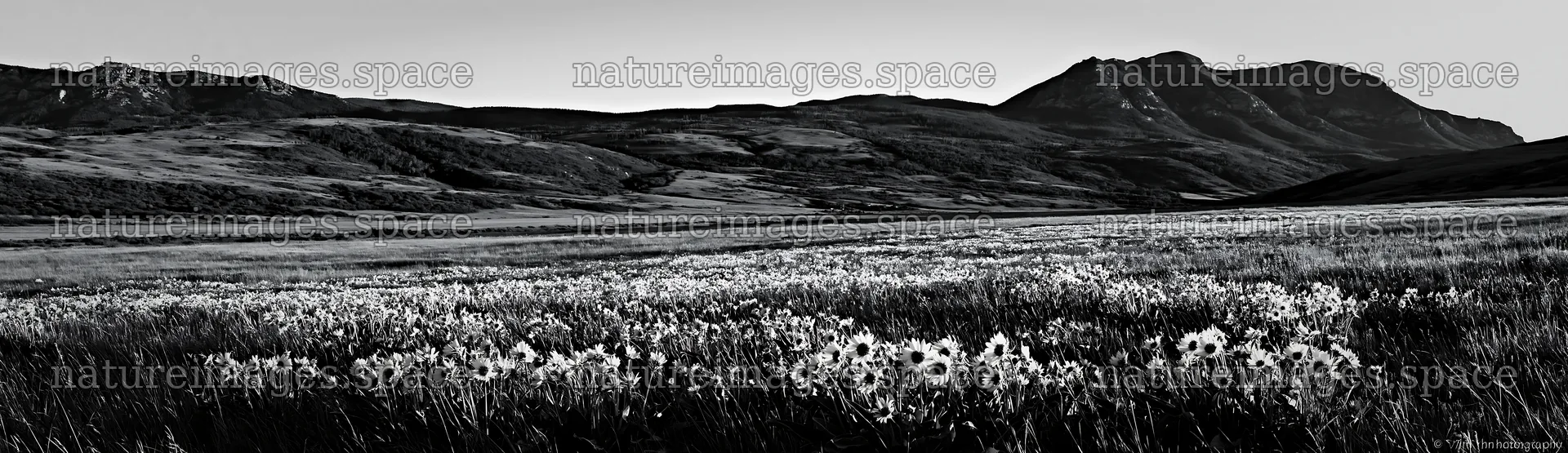 Rolling valley meadow with flowers and mountains in background – nature images 14762x4268