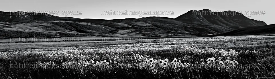 Rolling valley meadow with flowers and mountains in background – nature images 14762x4268