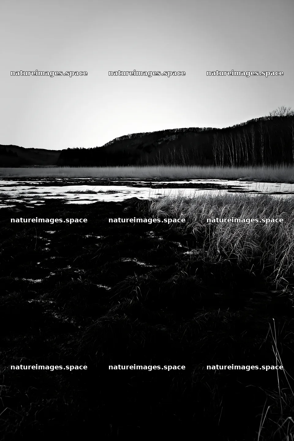 Akita snowmelt meadow with silver grasses at dusk – nature images 6480x9722