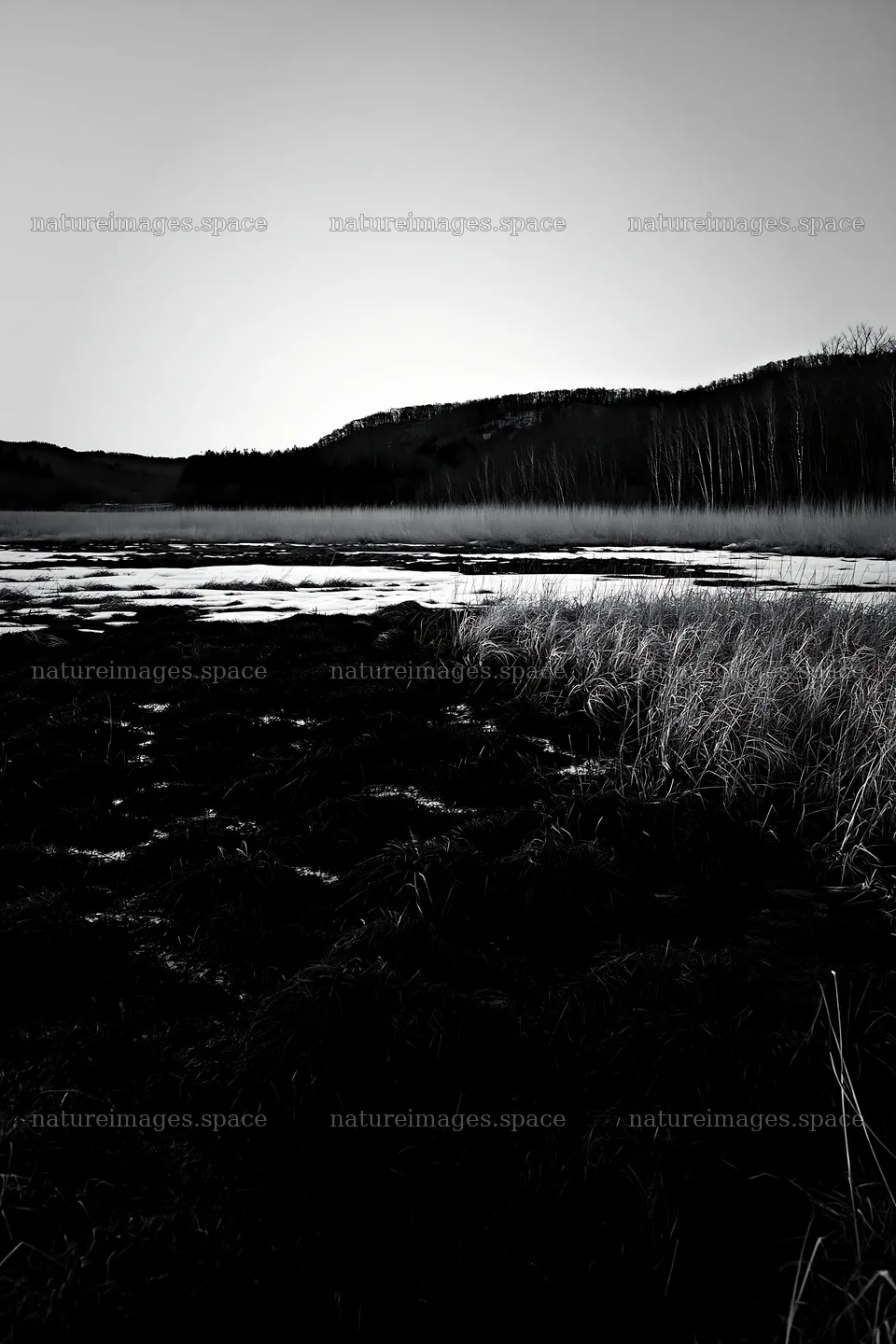 Akita snowmelt meadow with silver grasses at dusk – nature images 6480x9722