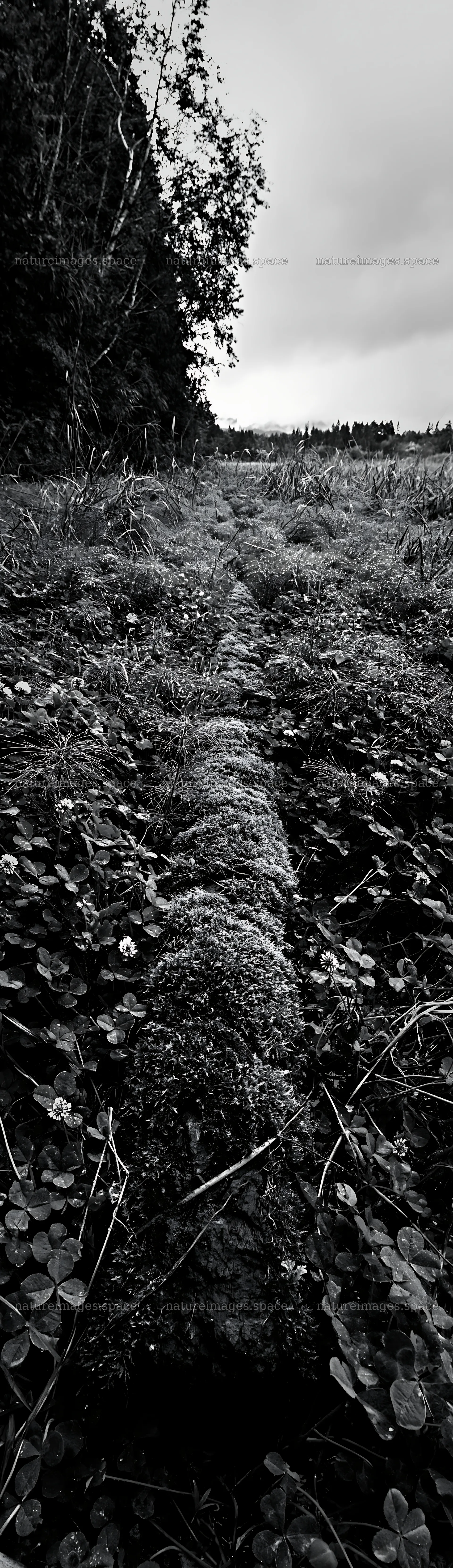 Gifu low carbon meadow mossy log in a green landscape – nature images 4268x14762
