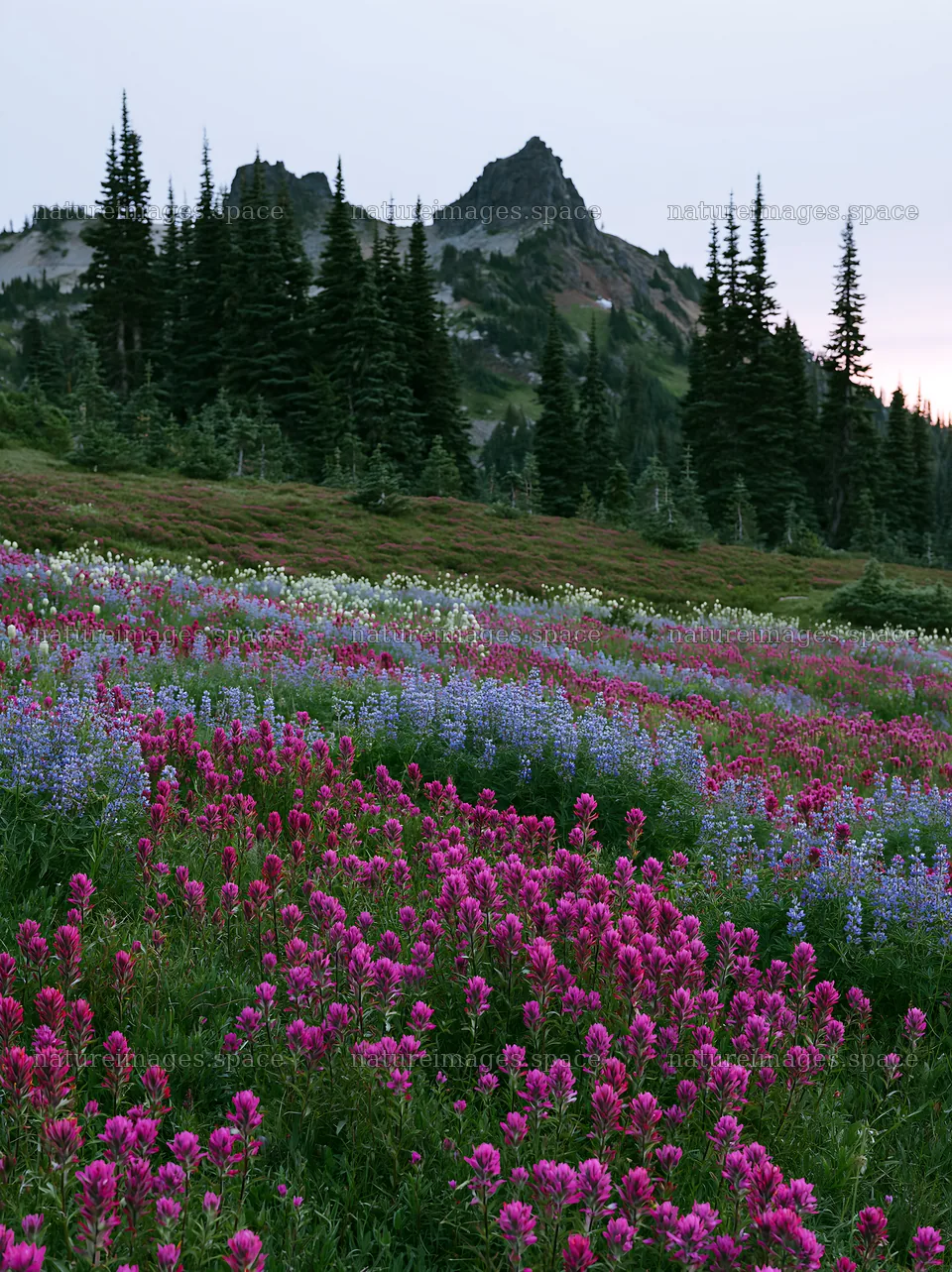 Mount Rainier lupine meadow with paintbrush flowers – nature images 6866x9174