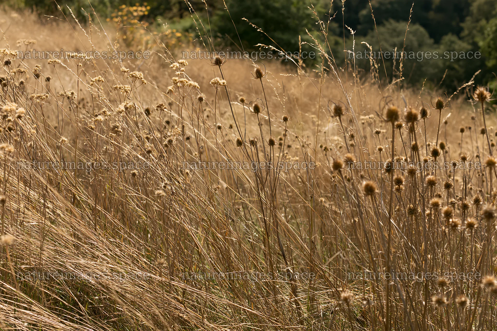 Seedhead meadow with dry grasses in sunlight – nature images 9722x6480