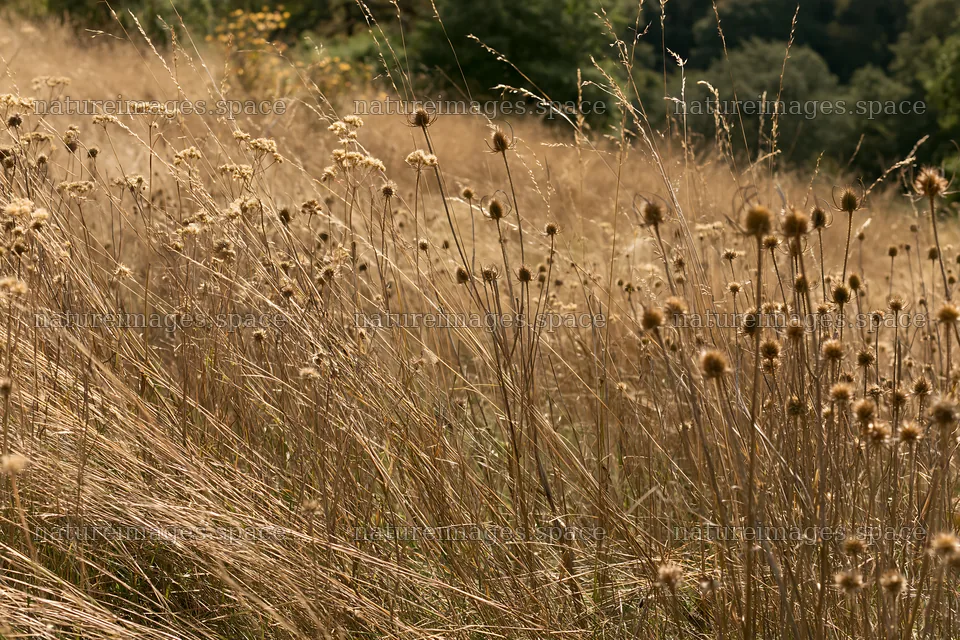 Seedhead meadow with dry grasses in sunlight – nature images 9722x6480