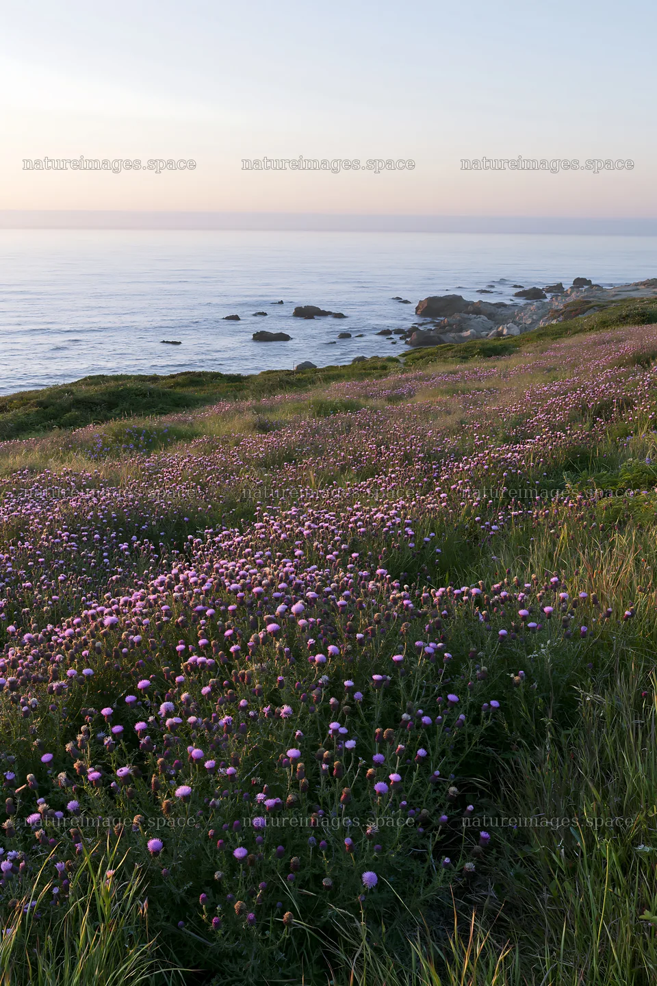 Violet knapweed meadow by the ocean at sunset – nature images 6480x9722