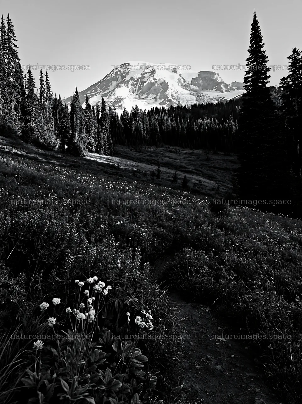 Mount Rainier wildflower meadow sunrise – nature images 6866x9174