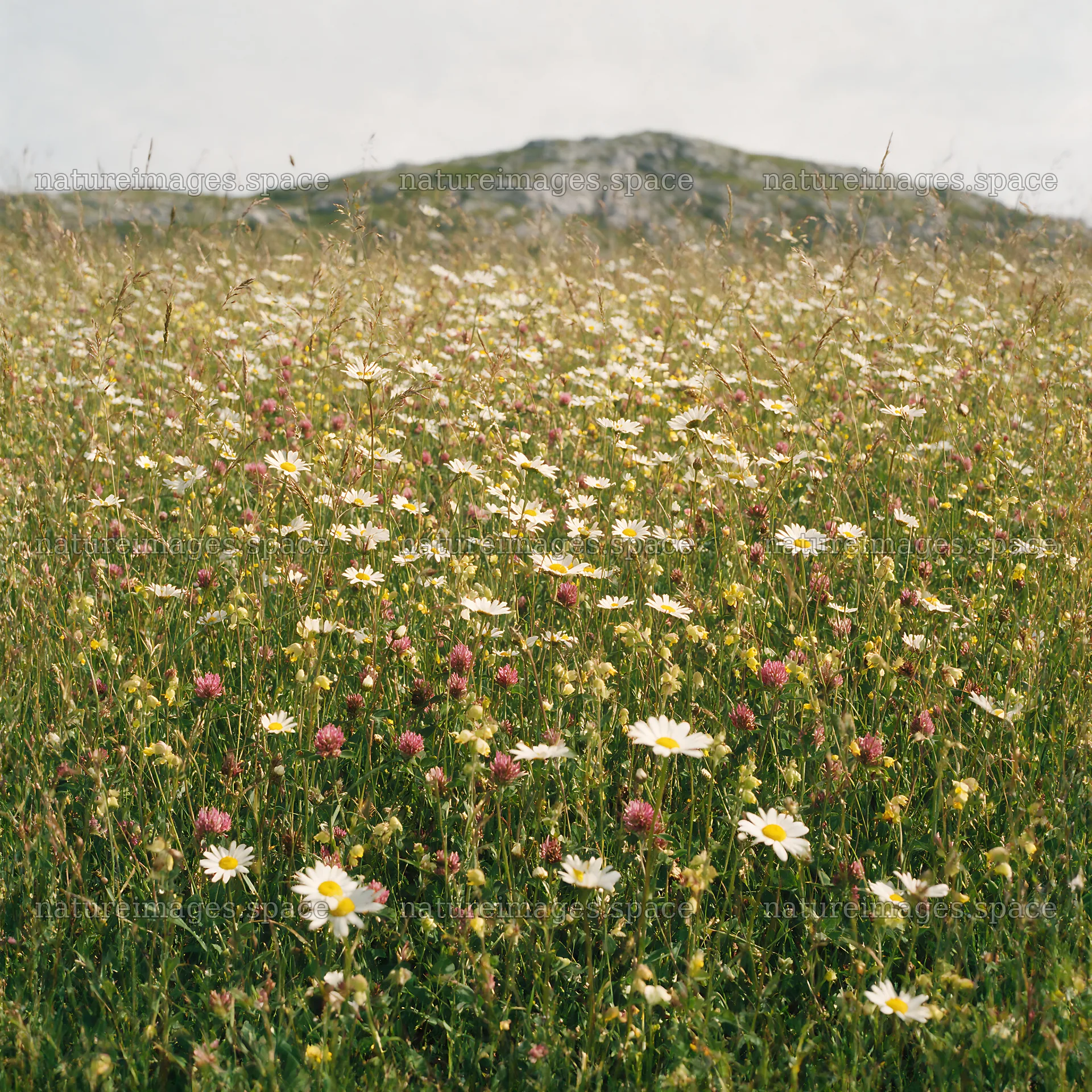 Biodiverse meadow filled with various flowers and grasses – nature images 7938x7938