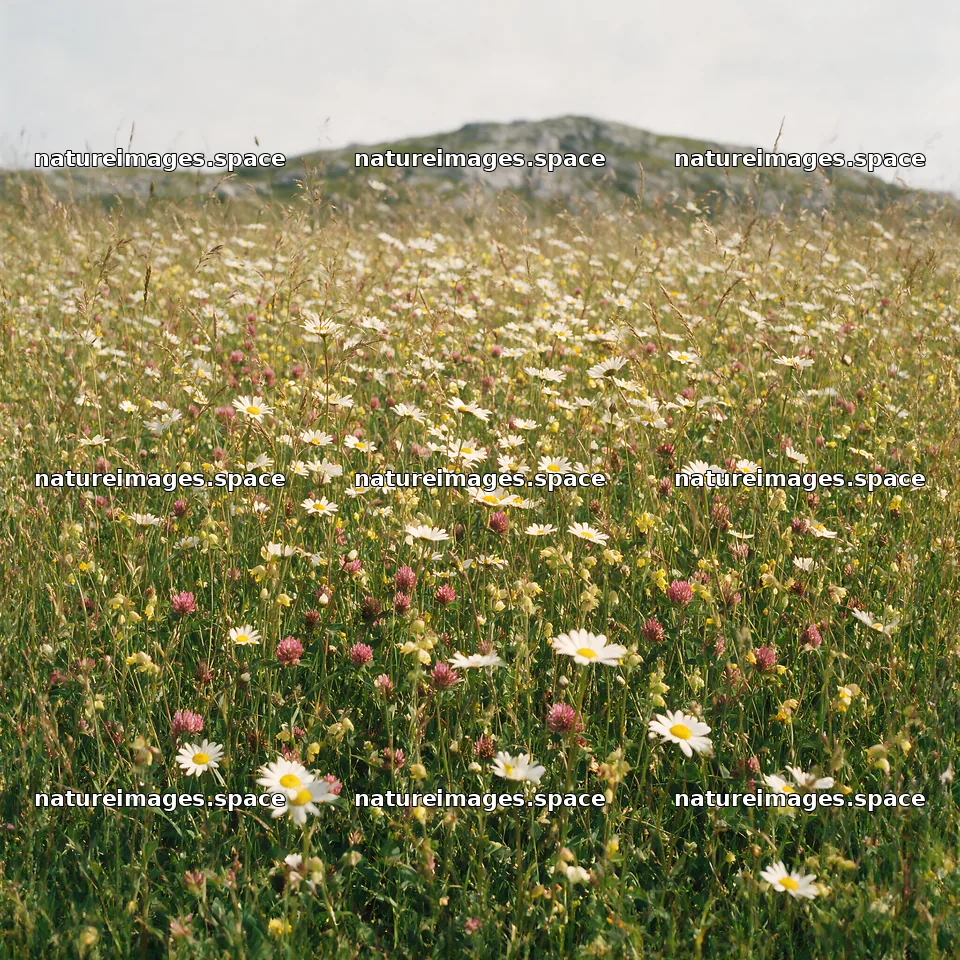 Biodiverse meadow filled with various flowers and grasses – nature images 7938x7938