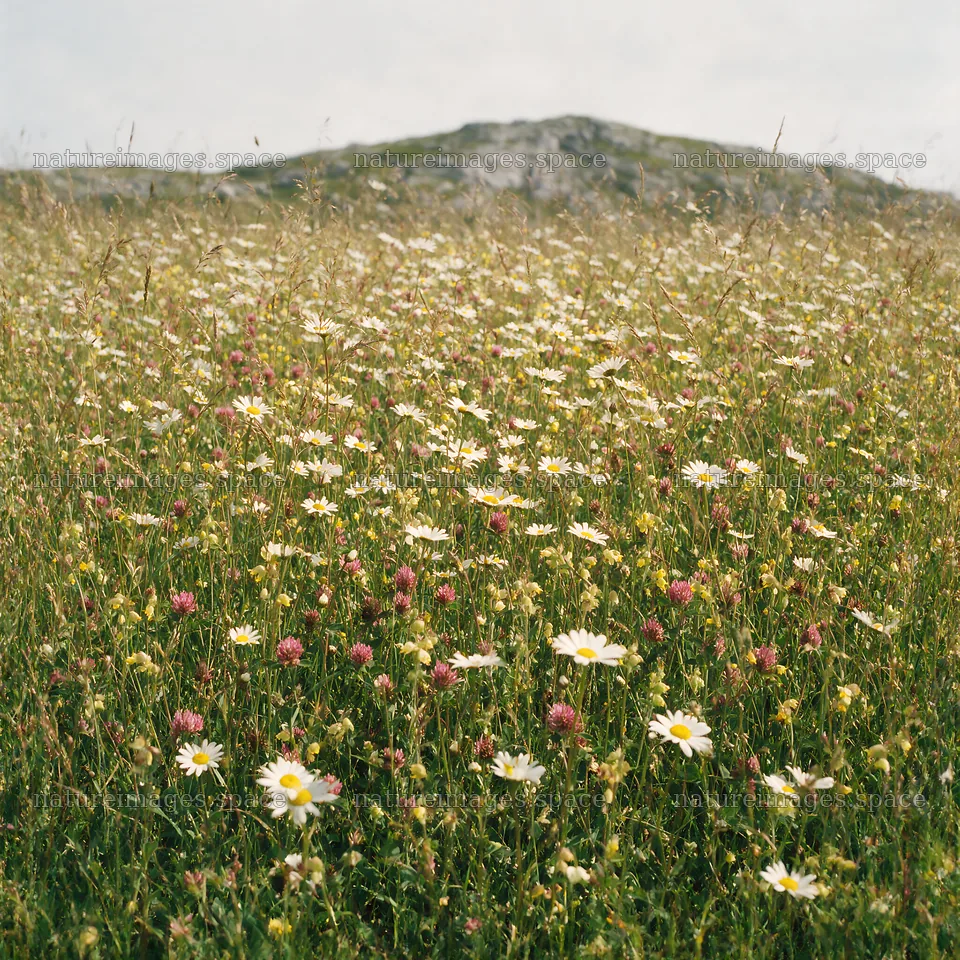 Biodiverse meadow filled with various flowers and grasses – nature images 7938x7938