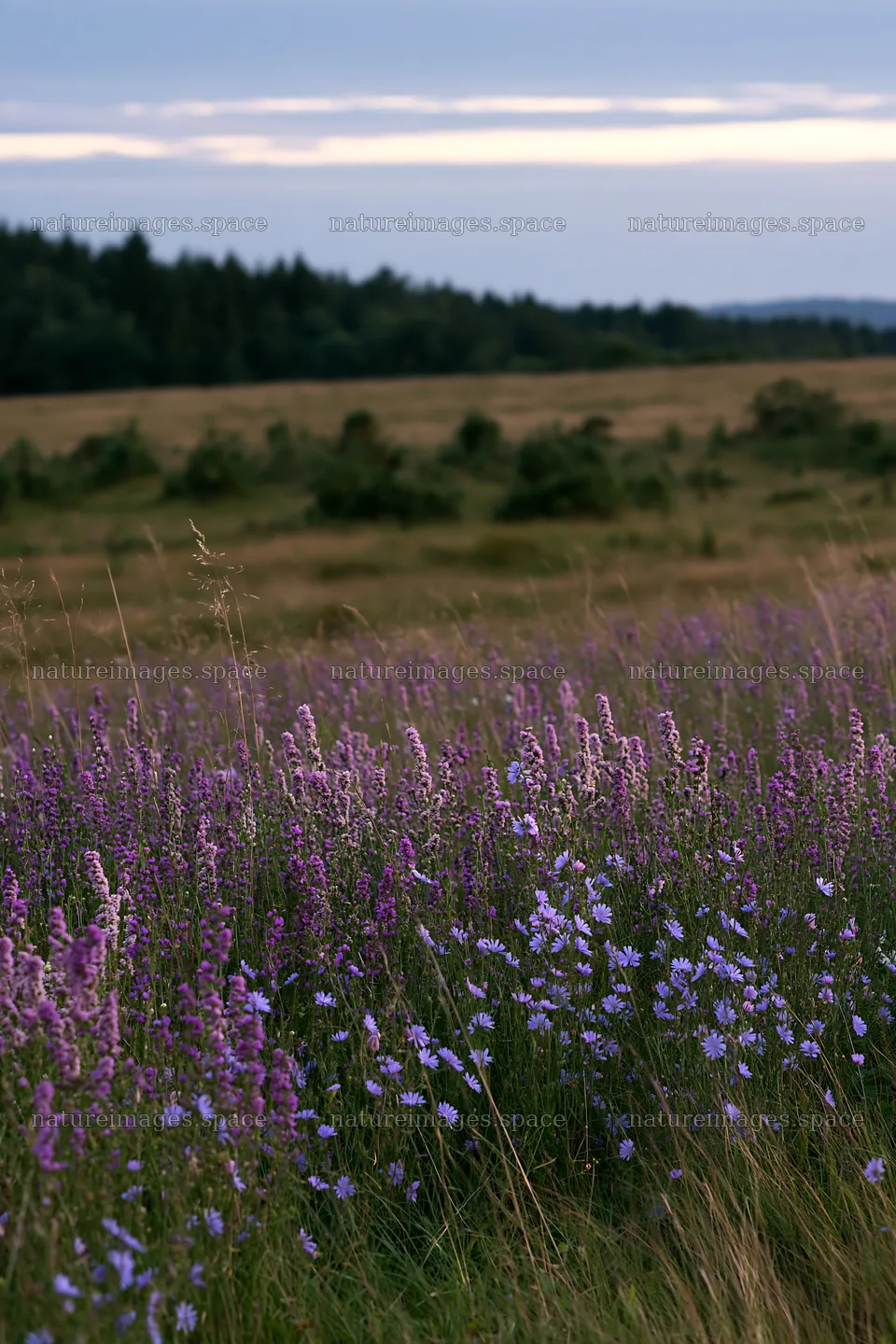 Sainfoin chicory meadow in bloom under clear sky – nature images 6480x9722