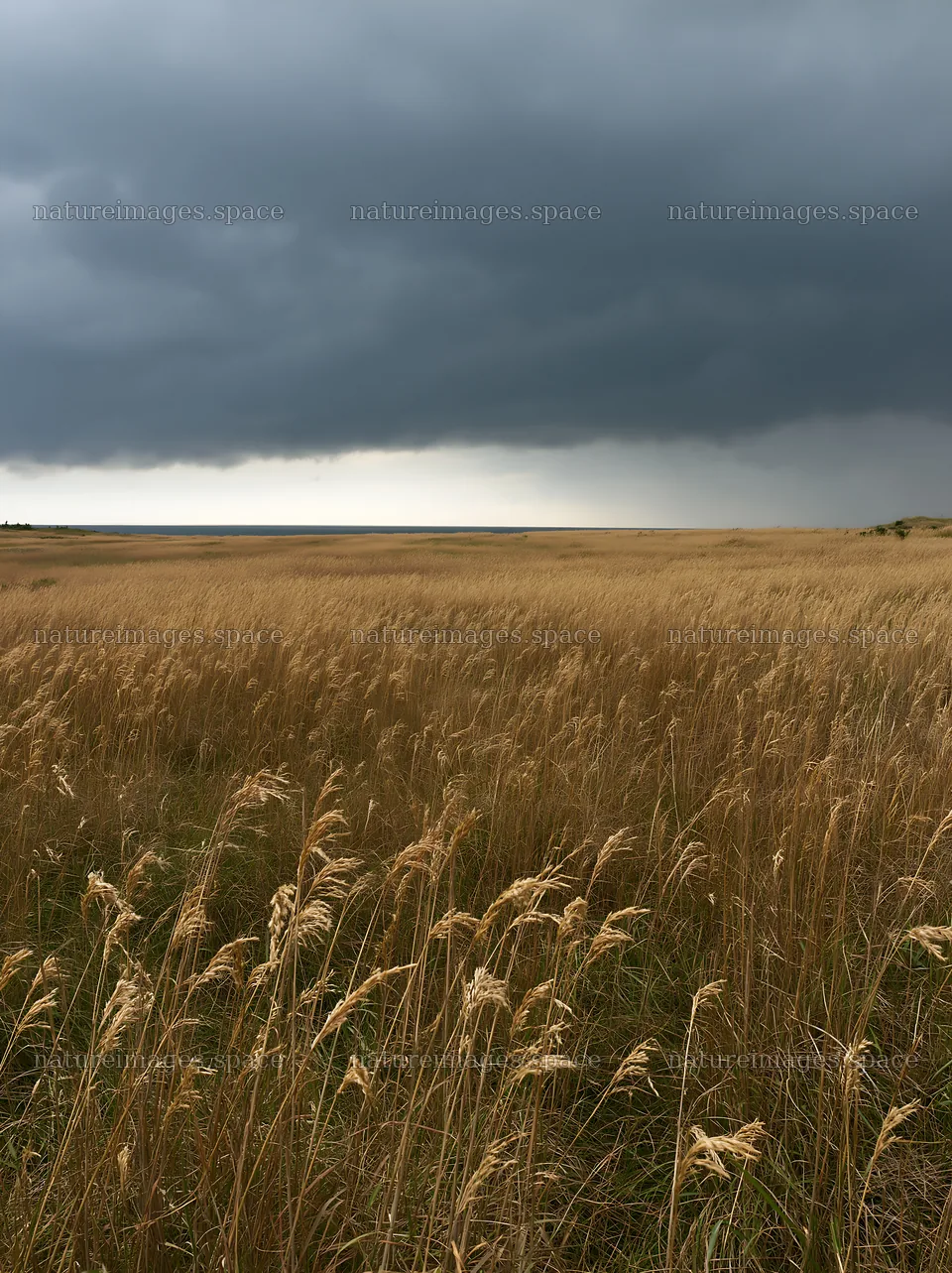 Tottori windy meadow with dune grasses under dark clouds – nature images 6866x9174