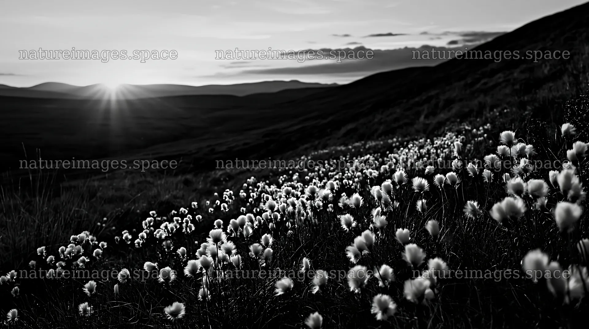 Cottongrass meadow glow during sunset – nature images 10608x5938