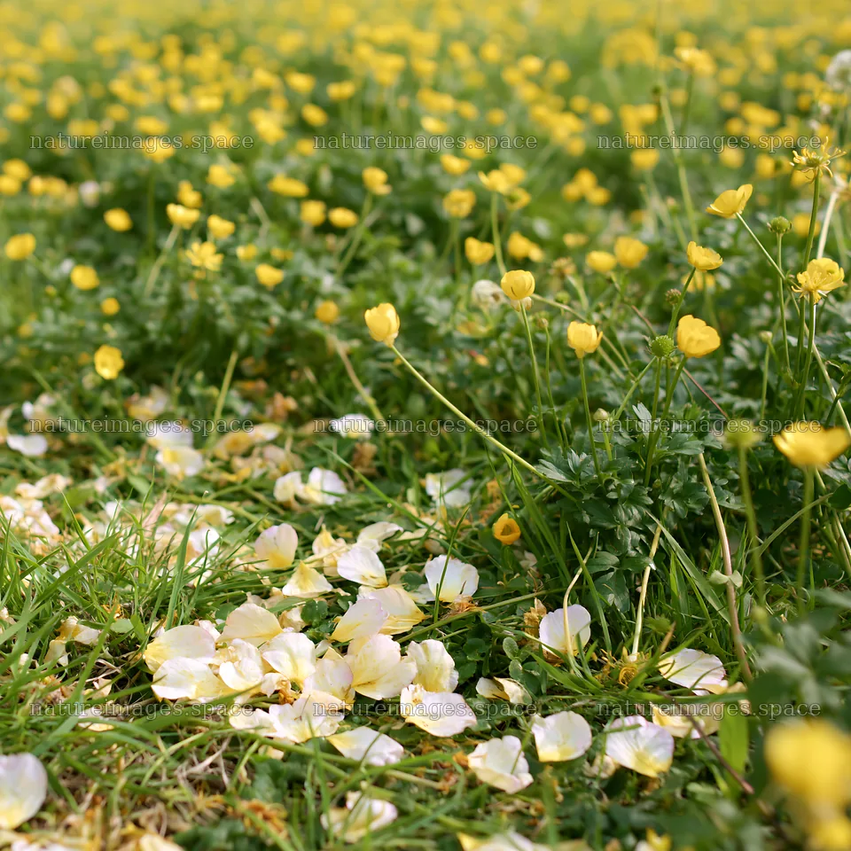 Fukuoka spring meadow with fallen blossoms and yellow flowers – nature images 7938x7938