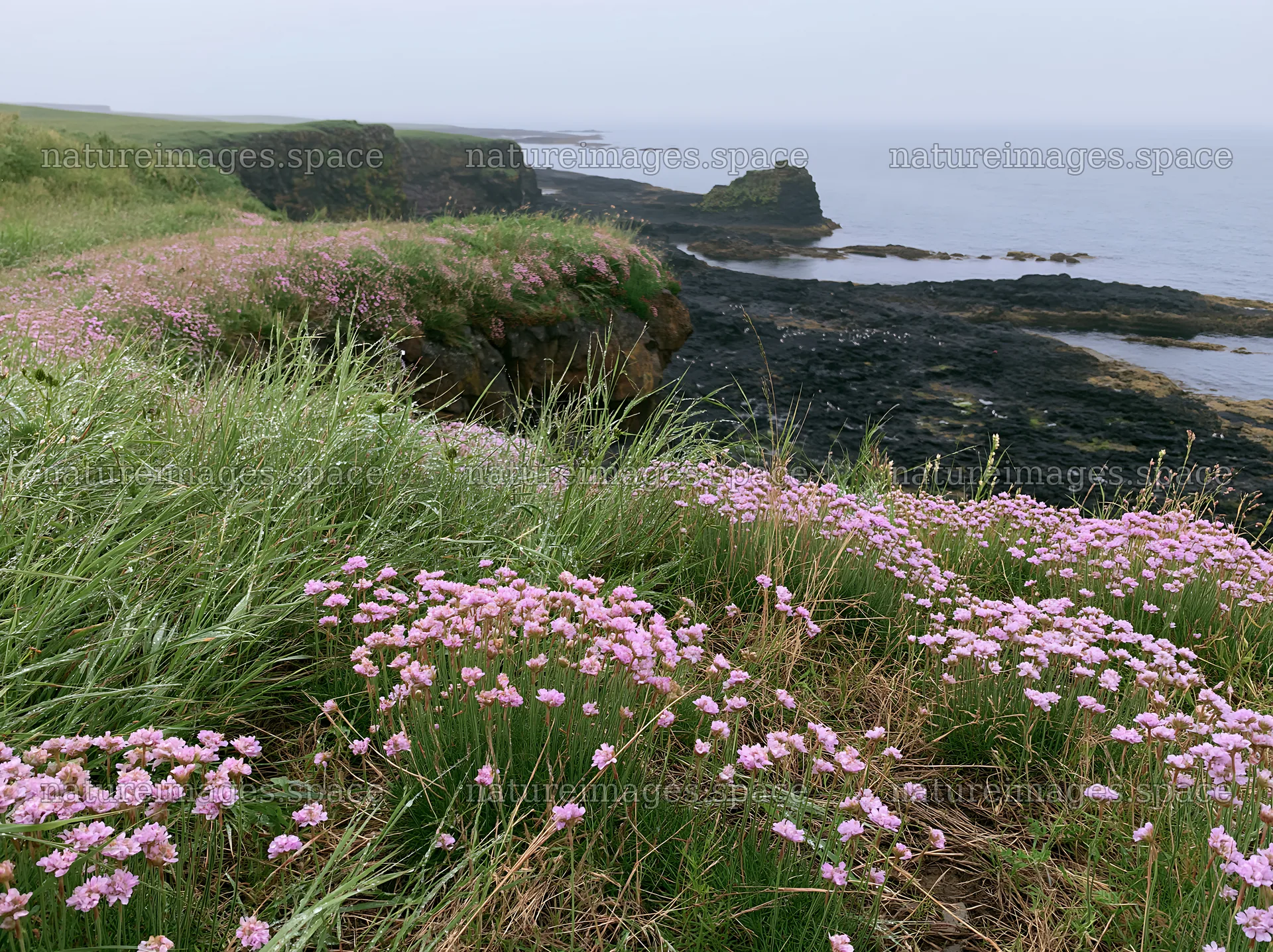 Coastal cliff meadow with pink flowers by the ocean – nature images 9174x6866