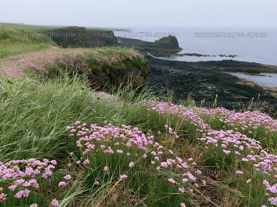 Coastal cliff meadow with pink flowers by the ocean – nature images 9174x6866