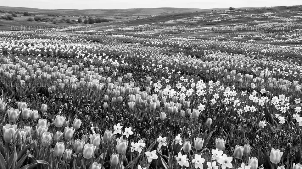 Black and White Spring Bulbs Across Rolling Hills – nature images 10324x5812