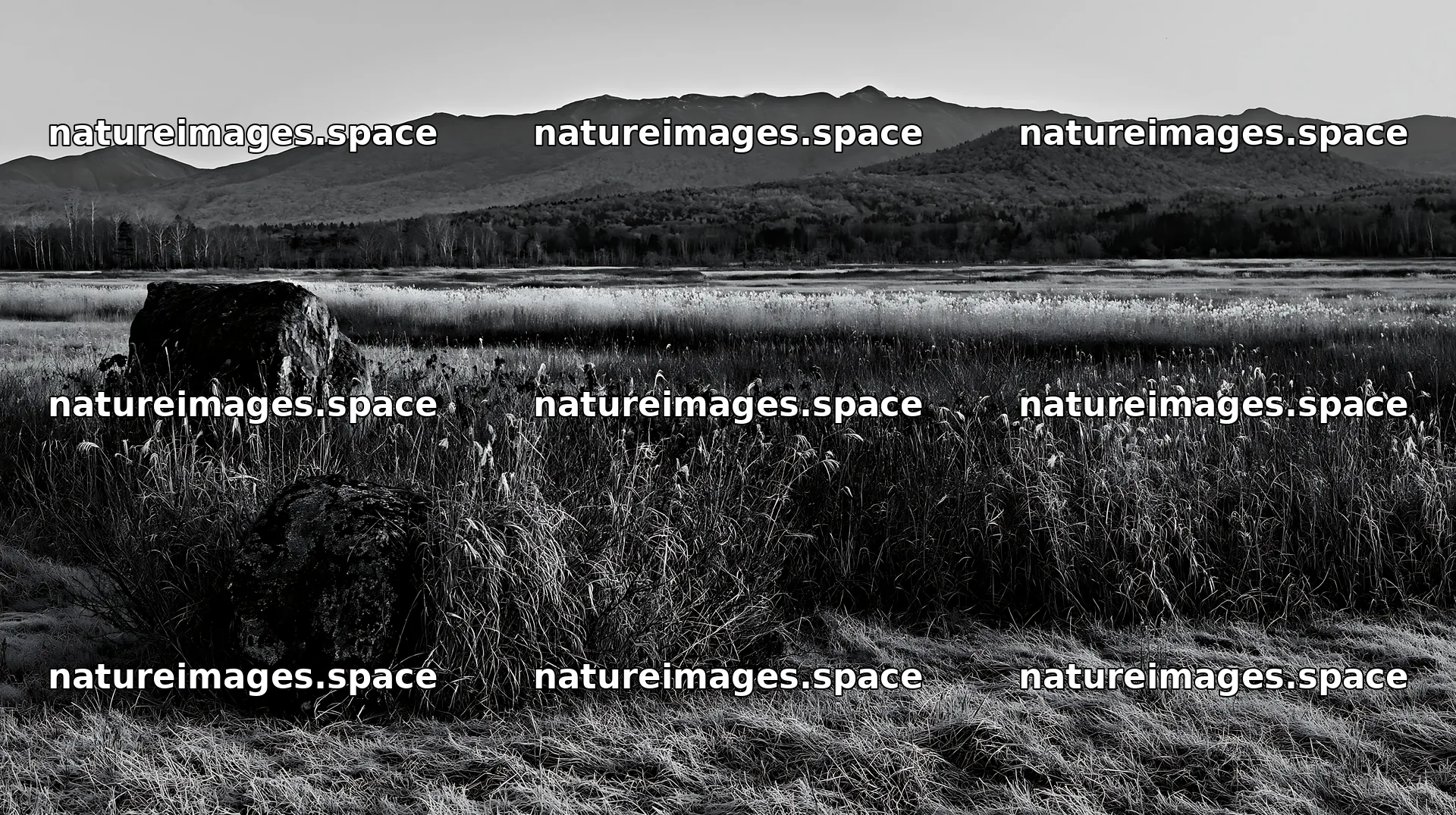 Aomori climate resilient meadow with boulder – nature images 10608x5938