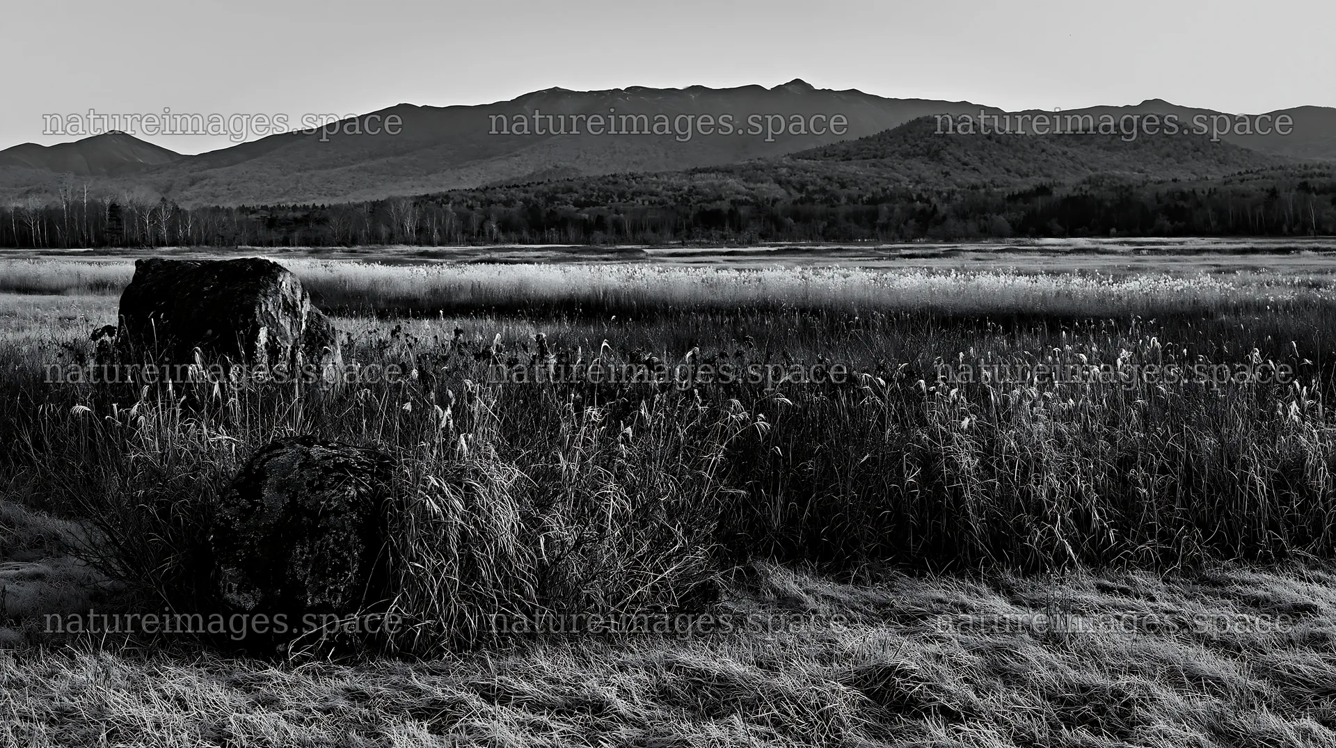 Aomori climate resilient meadow with boulder – nature images 10608x5938