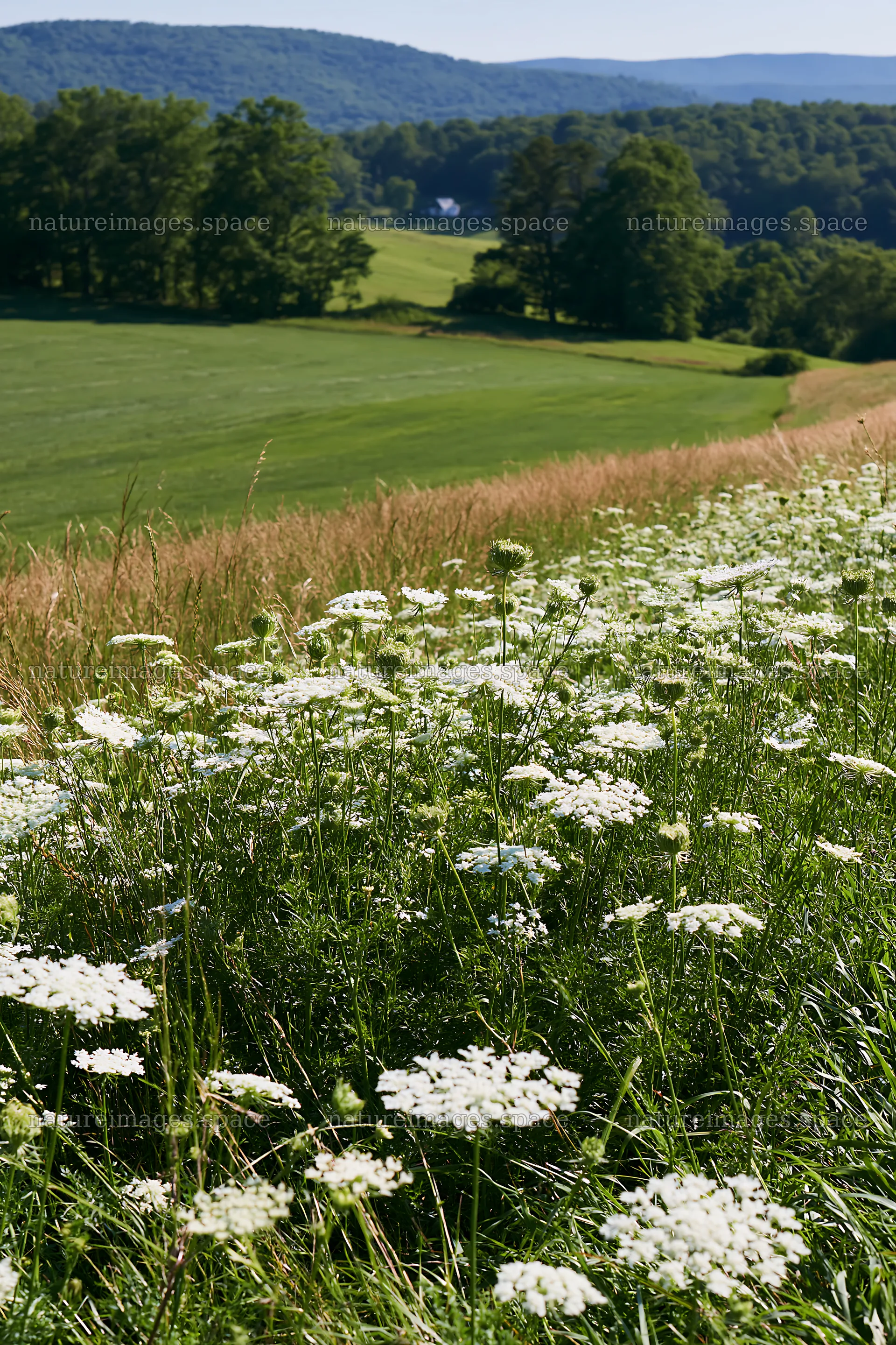 Sunny wild carrot meadow beside a field – nature images 6480x9722