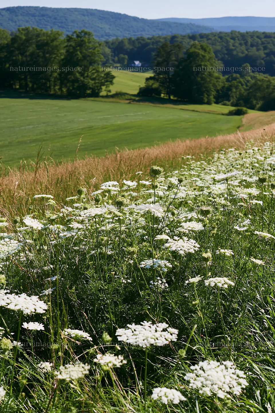 Sunny wild carrot meadow beside a field – nature images 6480x9722