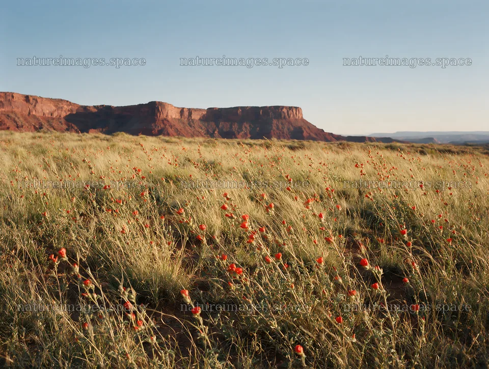 Drought-tolerant meadow with red flowers near rocky cliffs – nature images 9134x6898