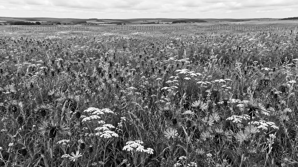 Black-and-White Wildflower Meadow and Rolling Countryside – nature images 10324x5812
