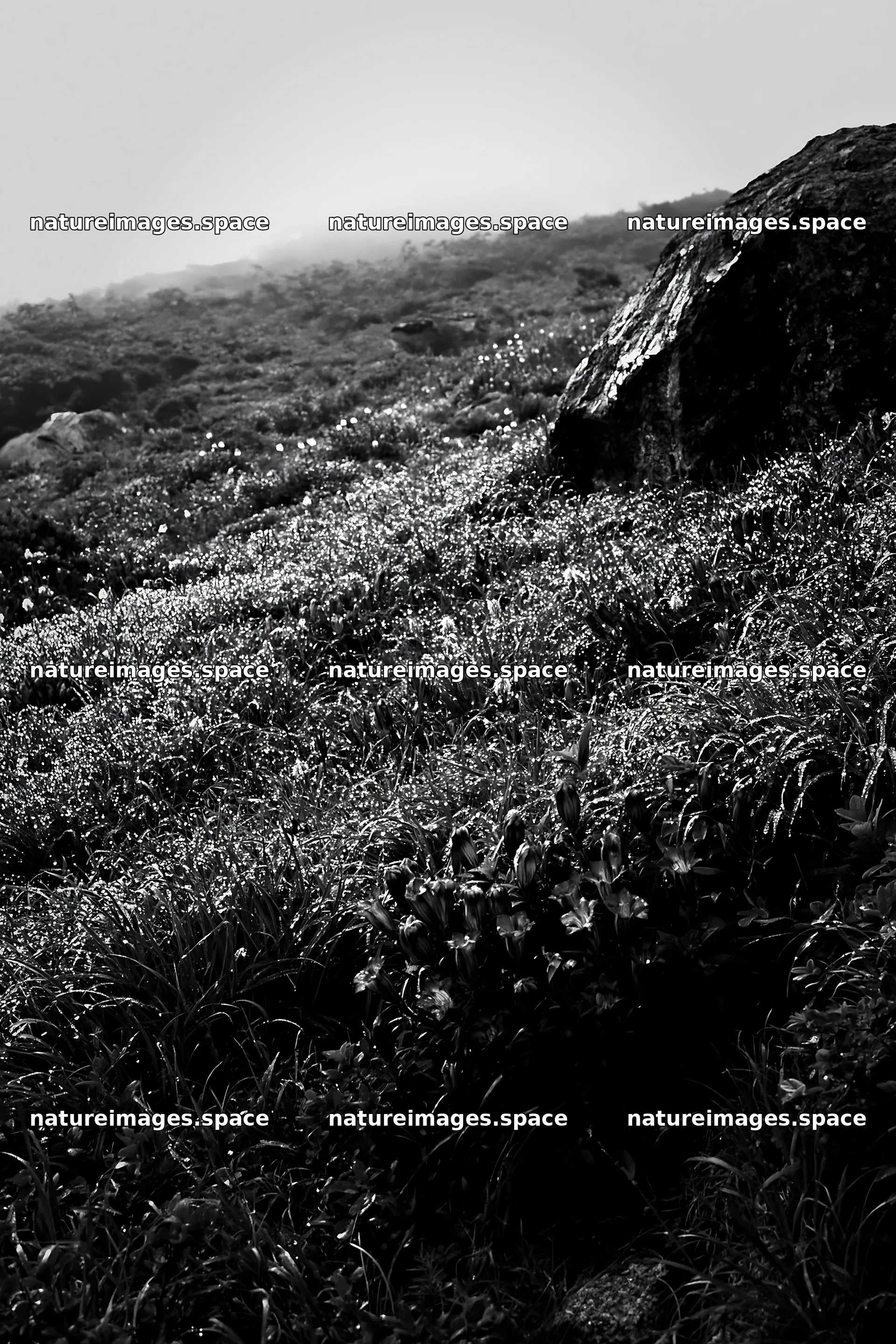 Aomori climate resilient meadow with boulder – nature images 6480x9722