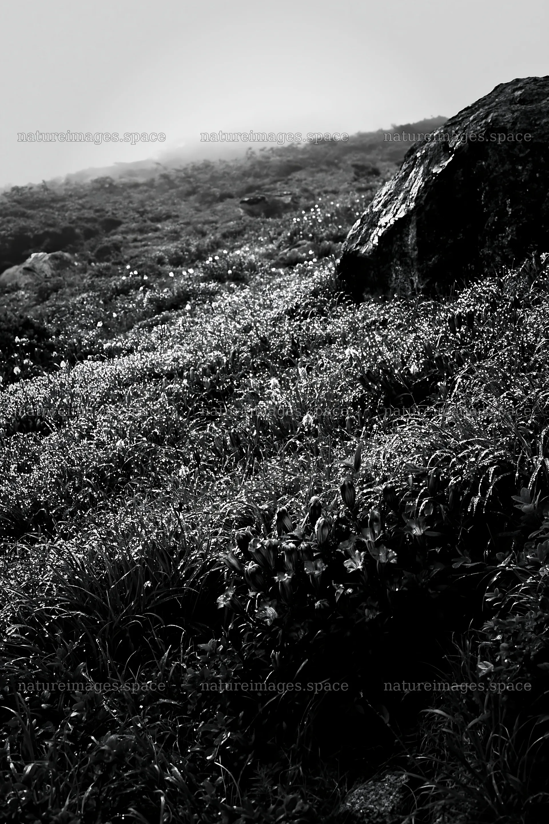 Aomori climate resilient meadow with boulder – nature images 6480x9722