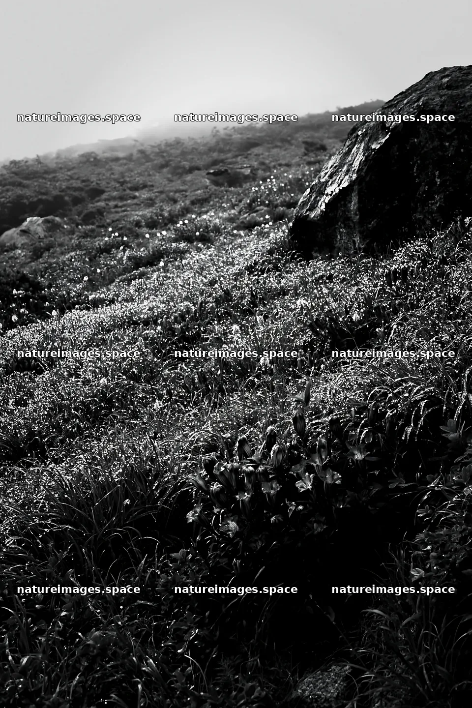 Aomori climate resilient meadow with boulder – nature images 6480x9722