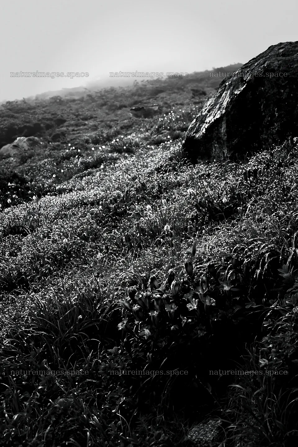 Aomori climate resilient meadow with boulder – nature images 6480x9722