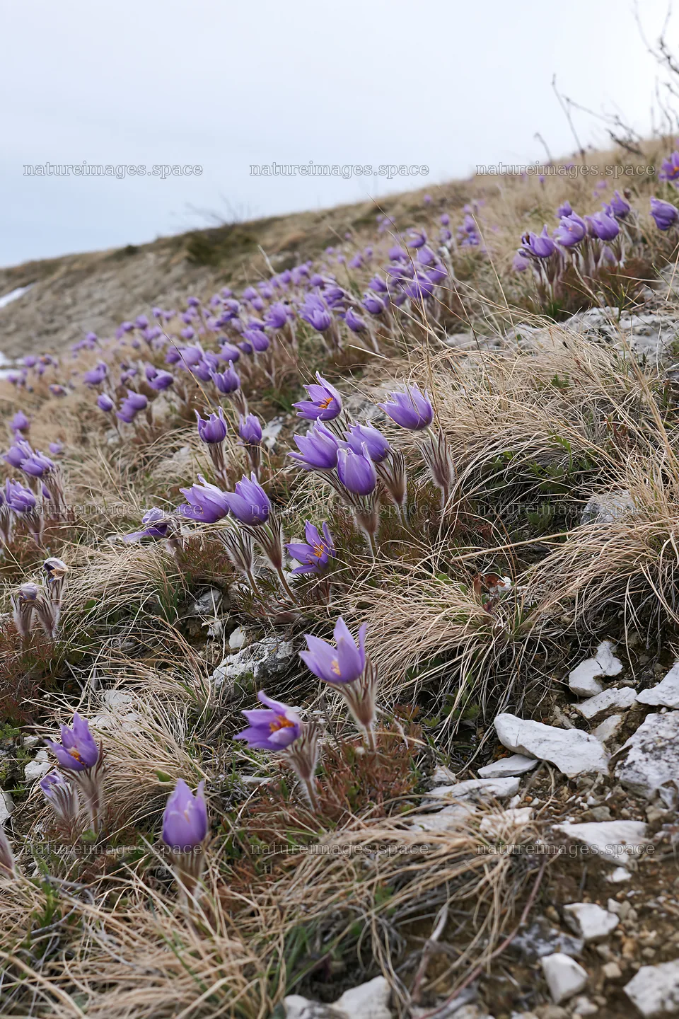 Cloudy pasque flower meadow in springtime – nature images 6480x9722