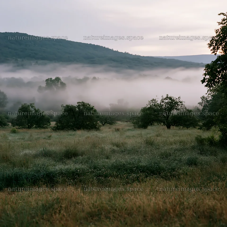 Valley apple meadow with mist and trees in the morning – nature images 7938x7938