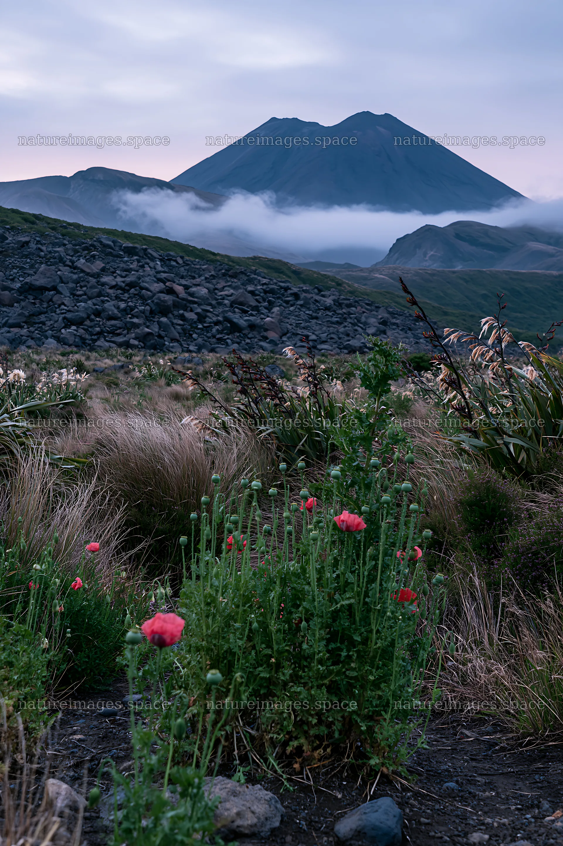 Poppy flax meadow with mountain backdrop at dusk – nature images 6480x9722