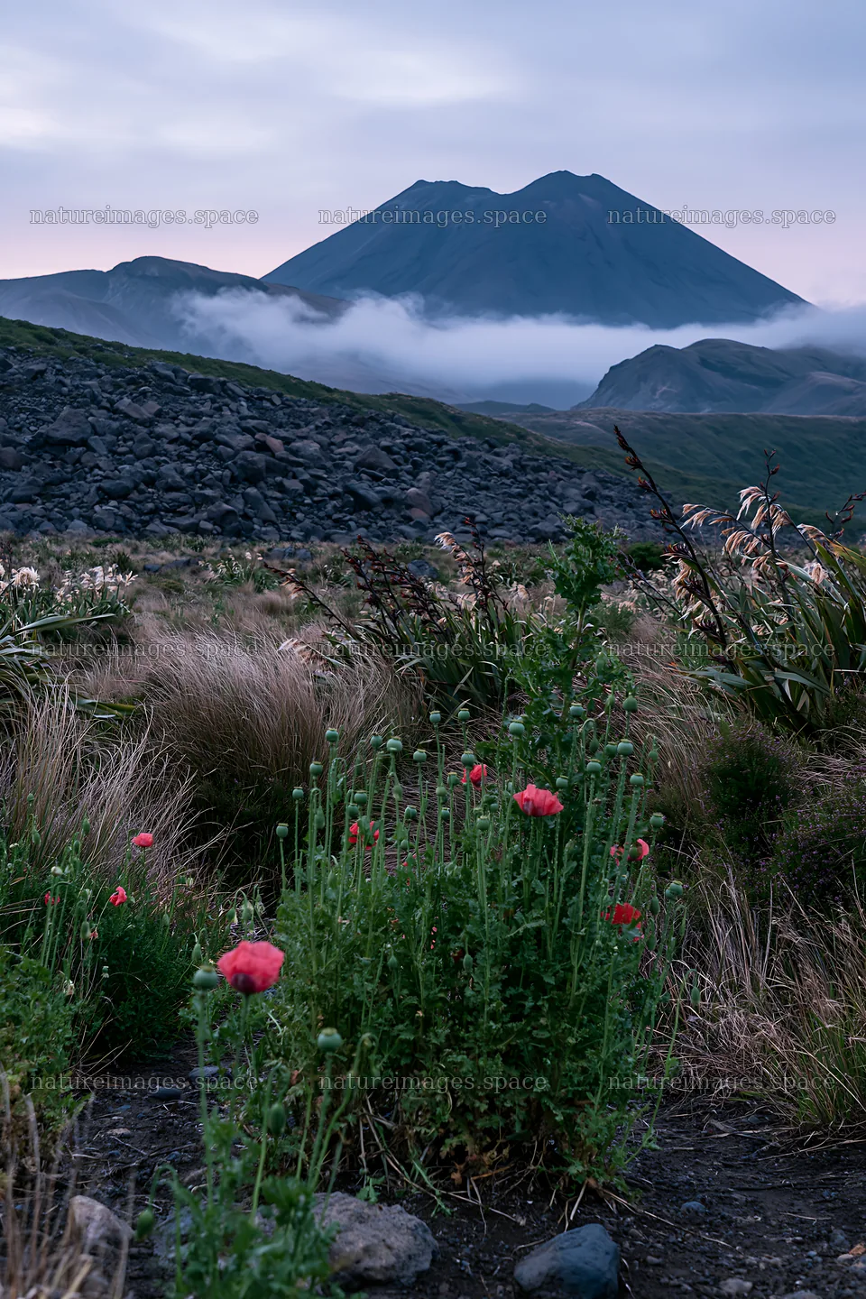 Poppy flax meadow with mountain backdrop at dusk – nature images 6480x9722