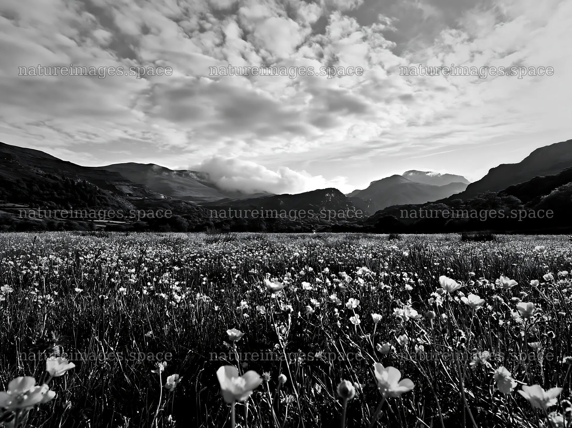 Colorful buttercup meadow filled with flowers and mountains – nature images 9174x6866
