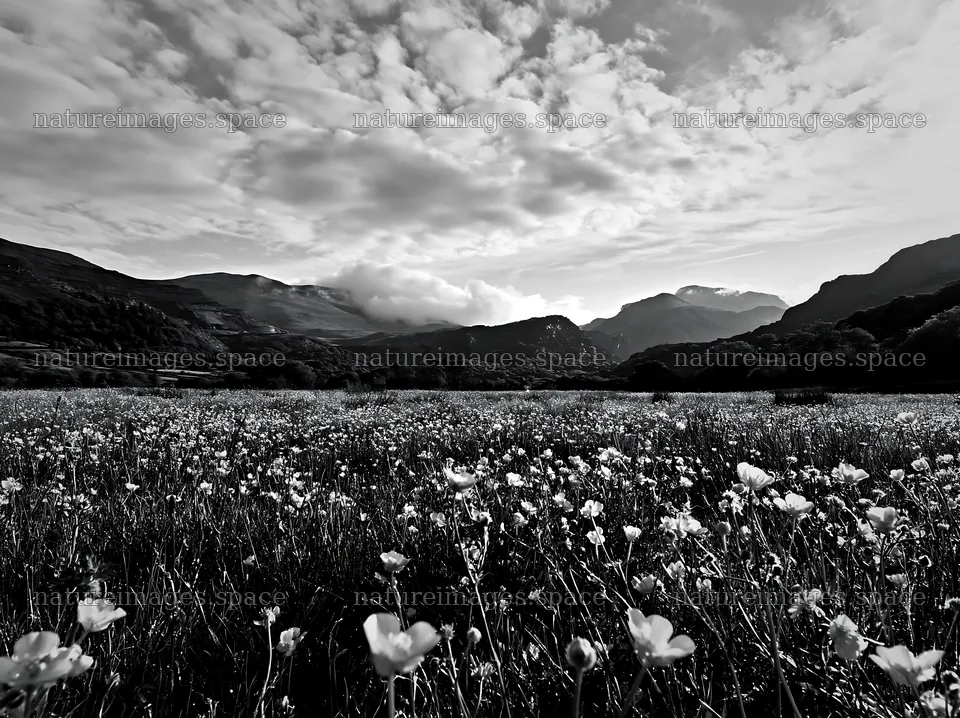 Colorful buttercup meadow filled with flowers and mountains – nature images 9174x6866