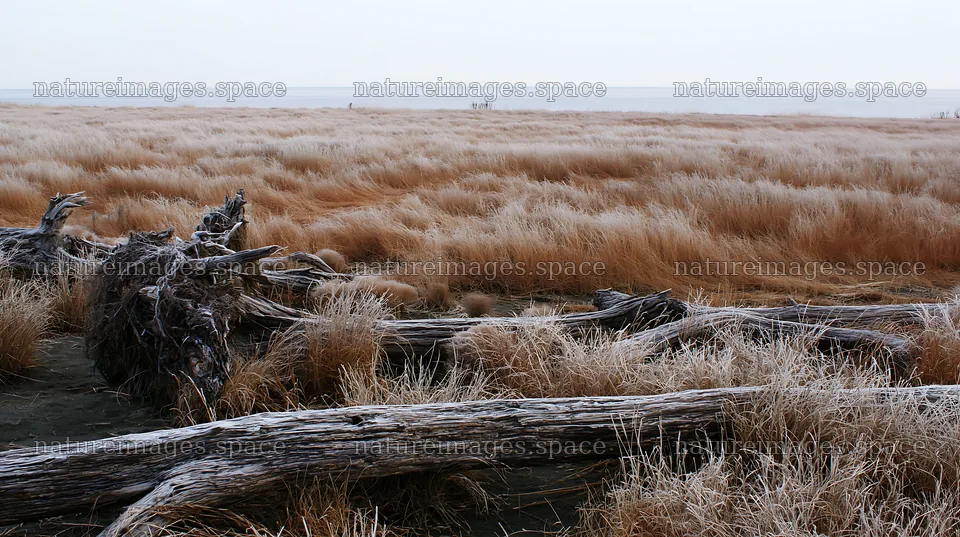 Chiba coastal climate meadow with driftwood in the foreground – nature images 10608x5938