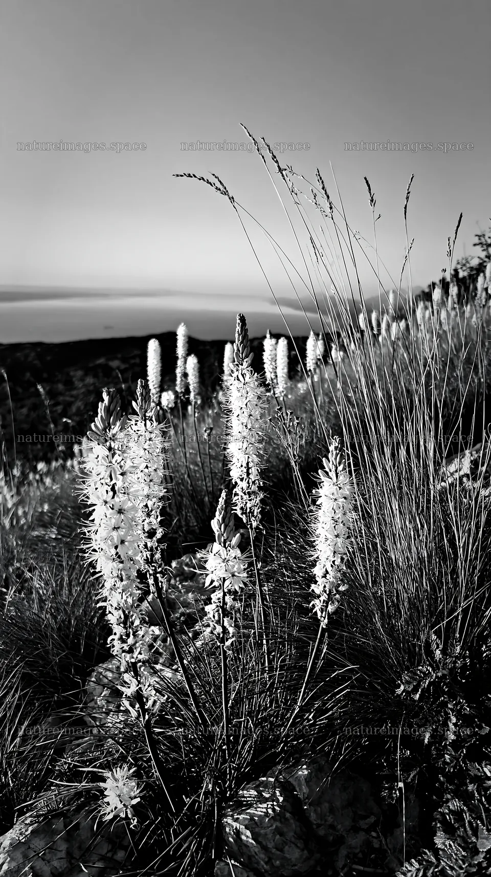 Meadow above Adriatic coast with flowers at sunset – nature images 5938x10608