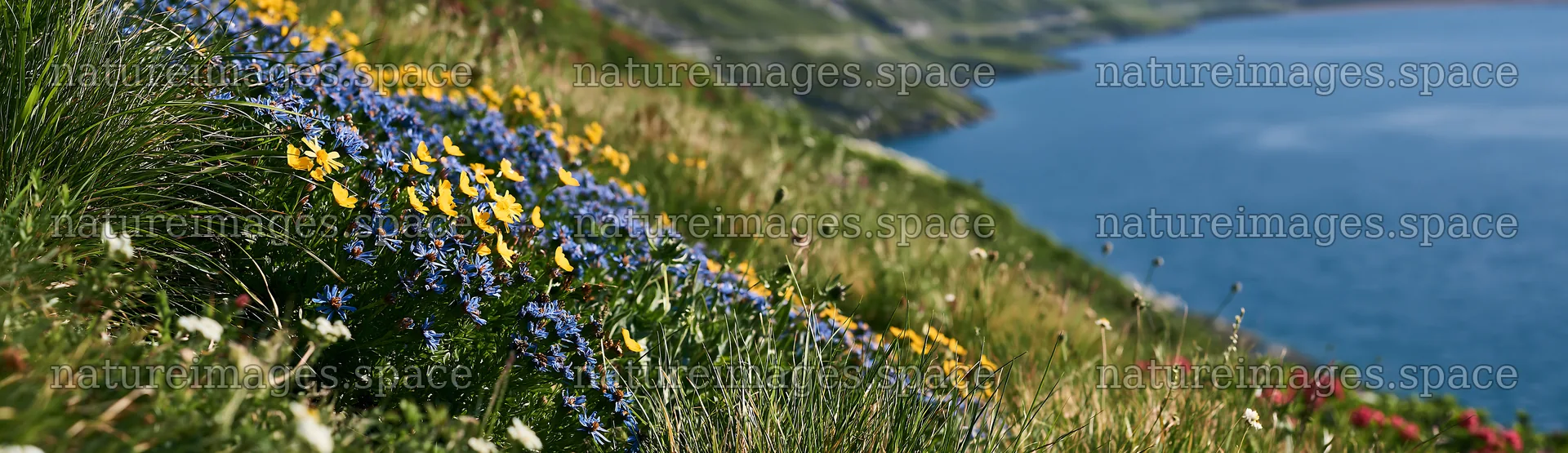 Swiss meadow with flowers beside alpine lake – nature images 14762x4268
