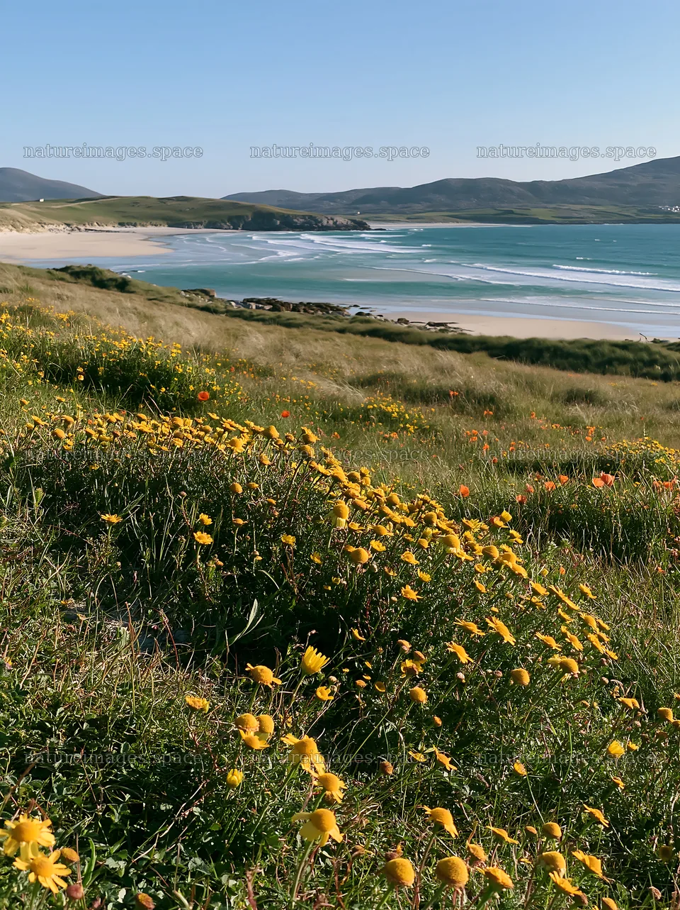 Machair beach meadow with flowers and ocean view – nature images 6866x9174